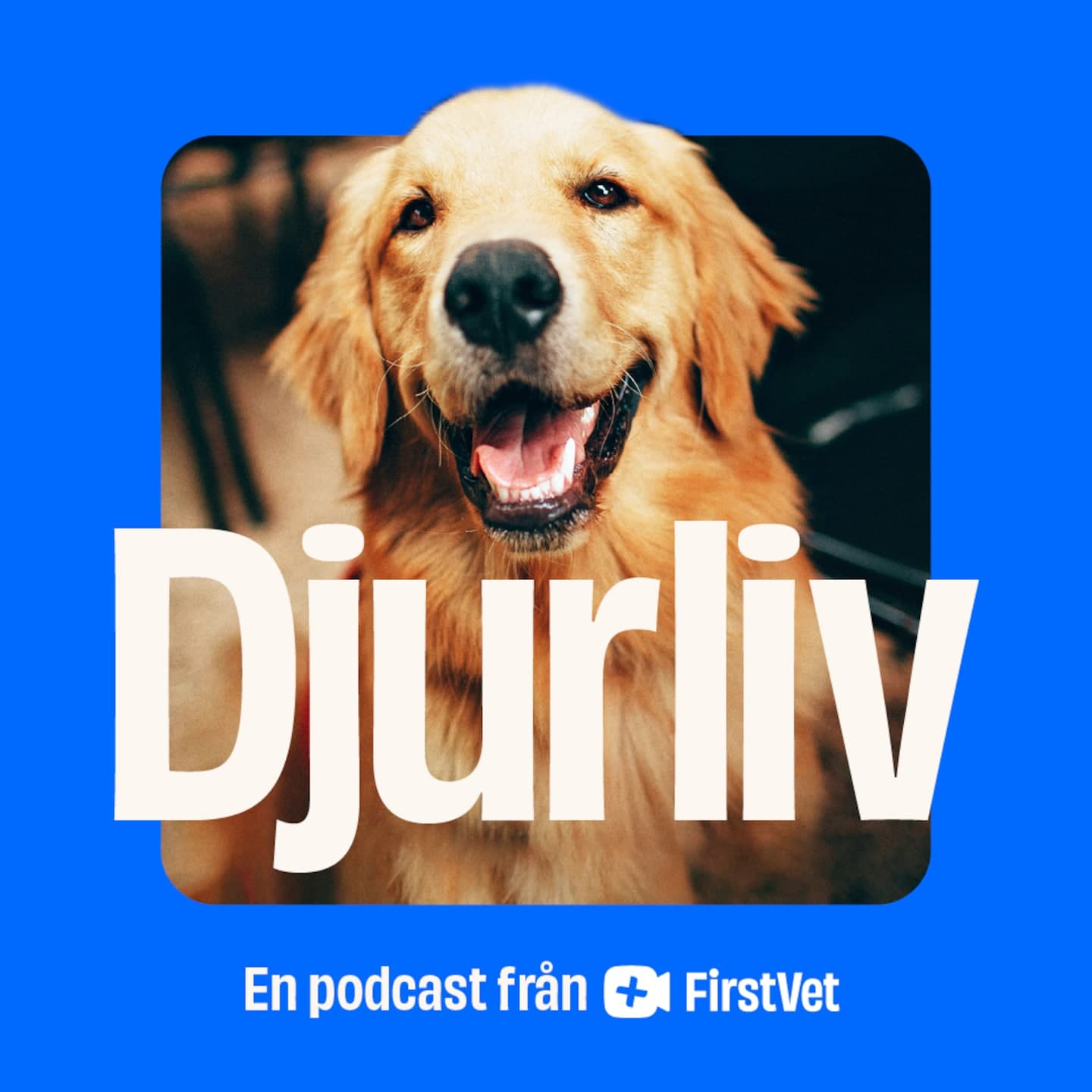 Annons från FirstVet: Hunden Franzie drabbades av fästingburna sjukdomen artwork