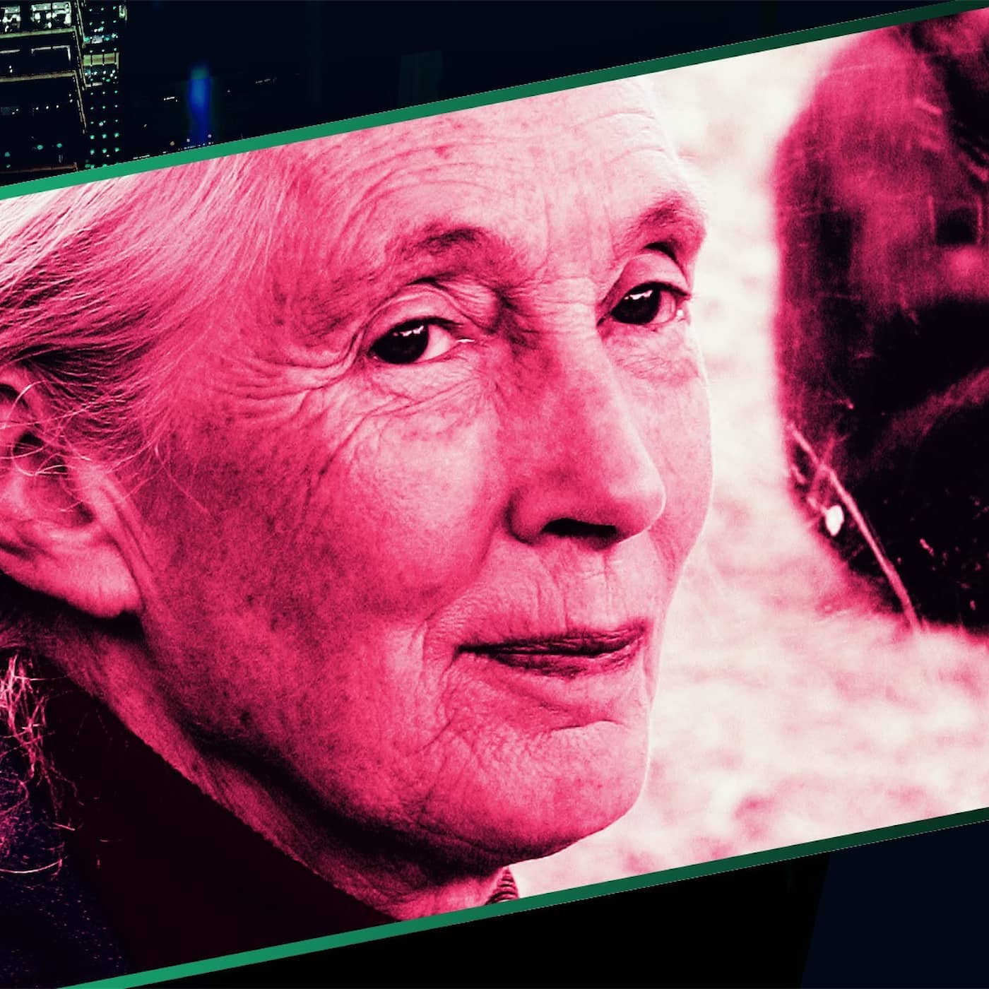 Jane Goodall – schimpanskvinnan som omdefinierade människan artwork