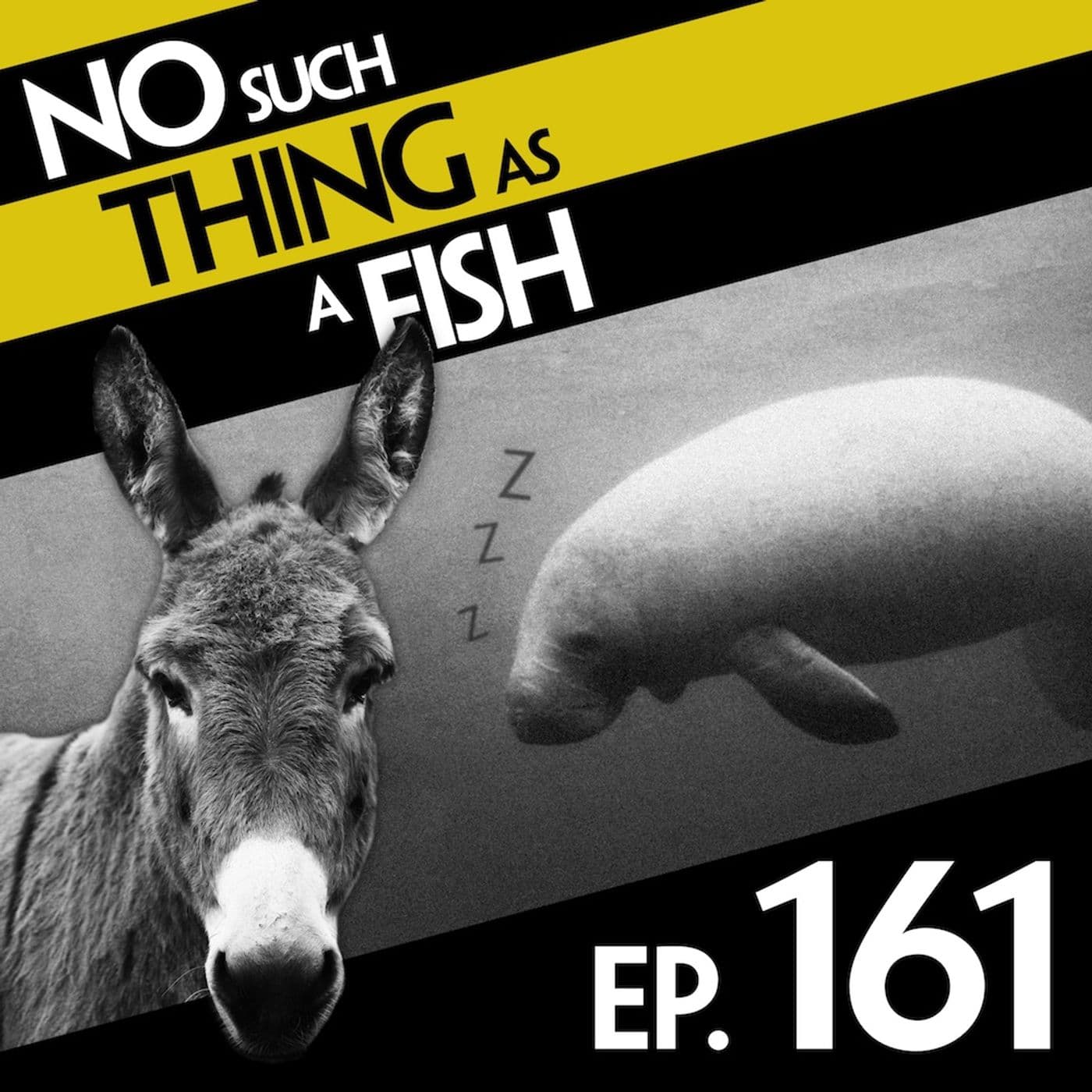 No Such Thing As A Magic Donkey artwork