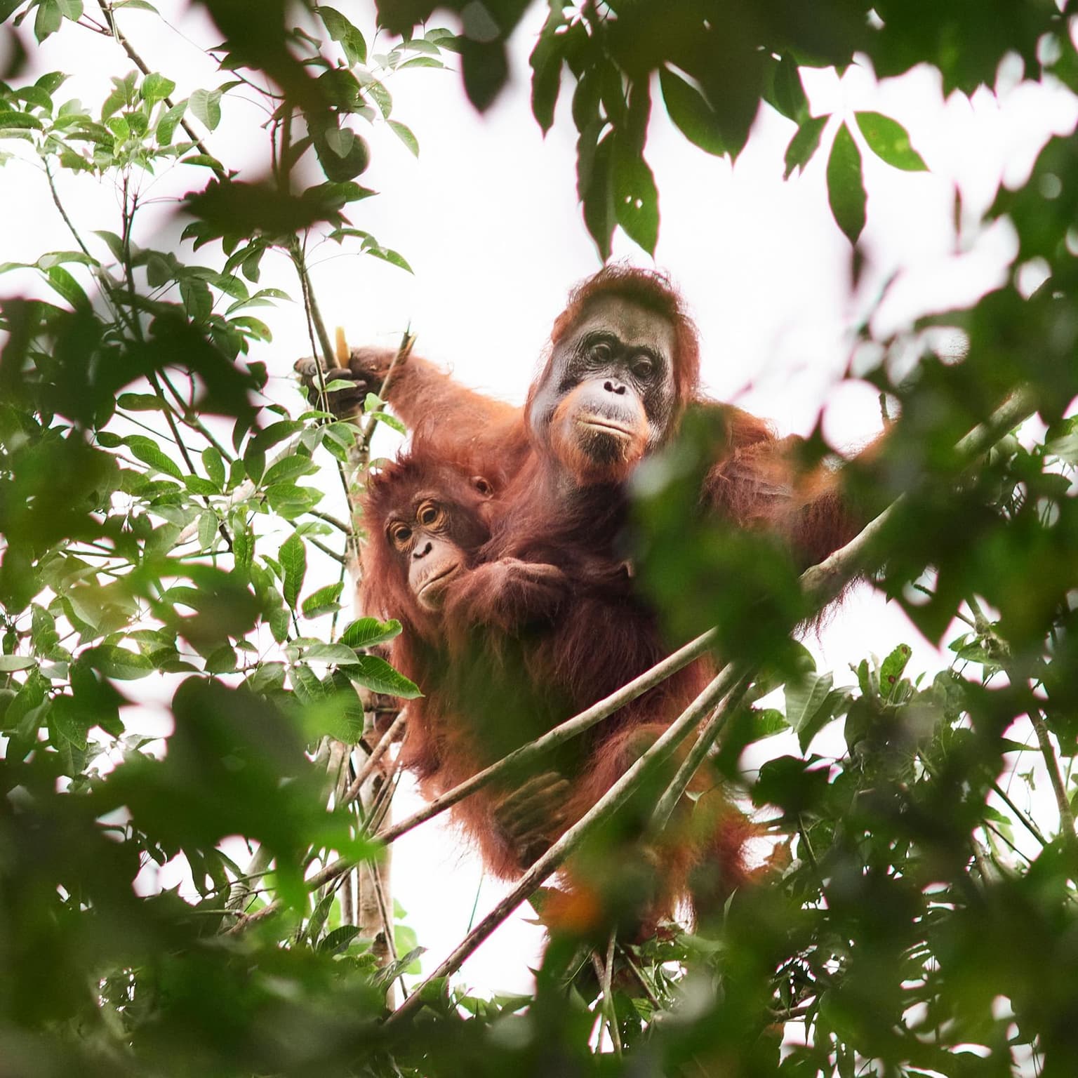 ‘Should we leave them to die?’ The battle over how to save orangutans from the curse of palm oil artwork
