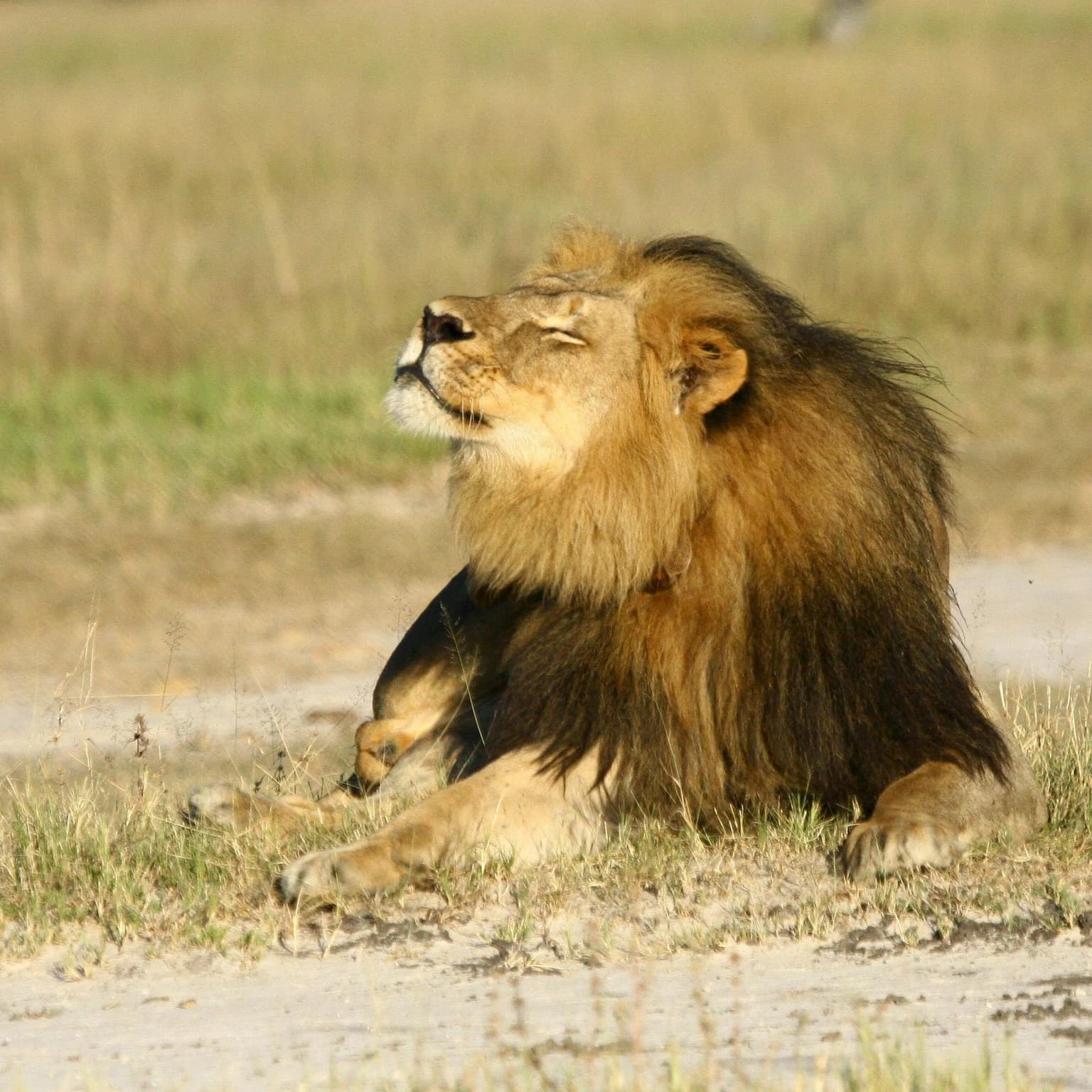 On the trail with the hunters who believe shooting big game can save Africa’s wildlife artwork