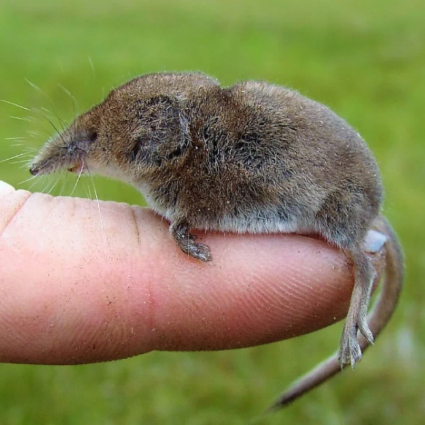 Towards a thesis on the disproportionately gigantic penis of the Shrew artwork