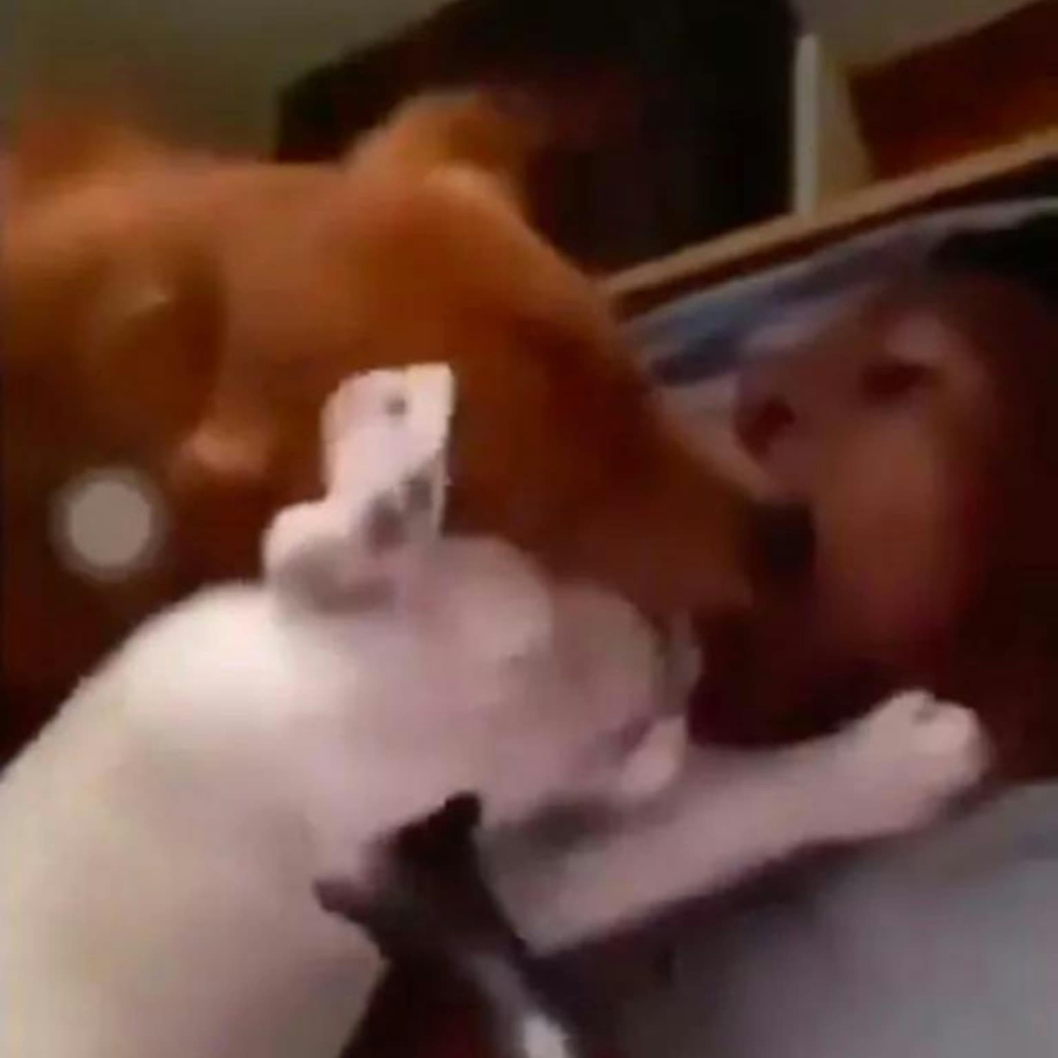 Extra Shot: defenders snogging dogs and Pele's secret lovechild artwork
