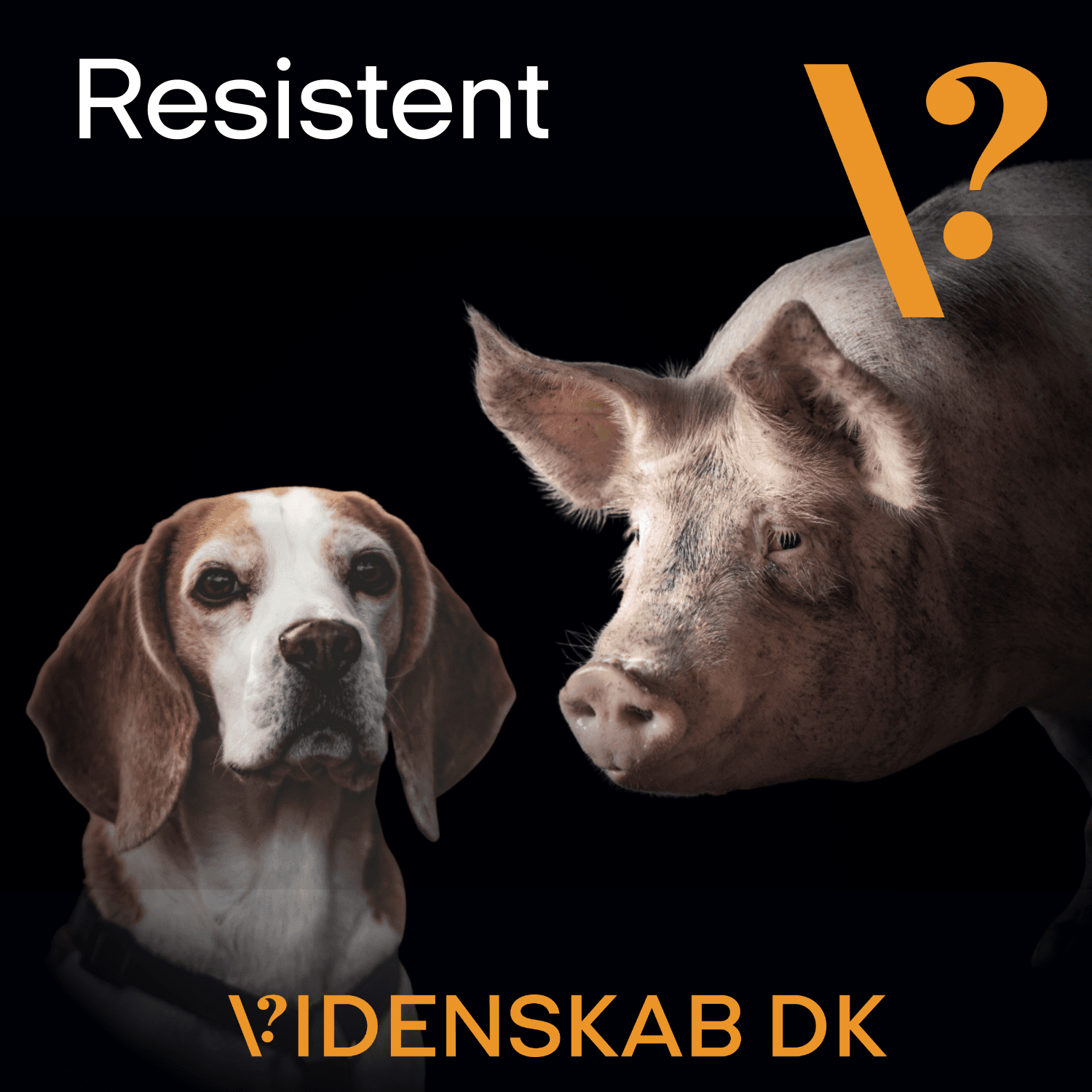 S1 Ep1: Kæledyr og husdyrsproduktion: En skjult vej for resistente bakterier artwork