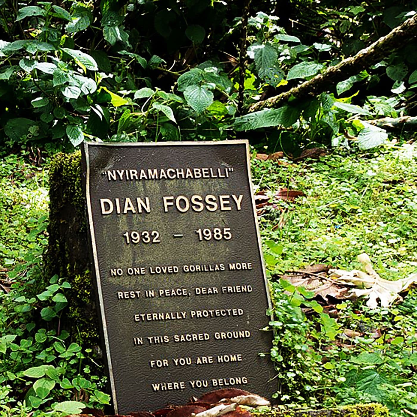 S5E1. Dian Fossey: Til kamp for bjerggorillaerne artwork