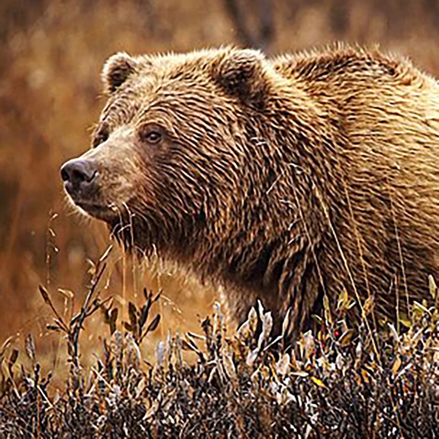 S11E10. Timothy Treadwell: Den venlige kriger artwork
